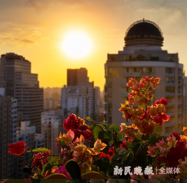 图说：花灿烂，点亮了秋日的城市 新民晚报记者 周馨 摄