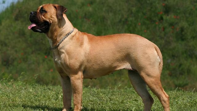 斗牛犬是最初为守卫而培育的狗狗