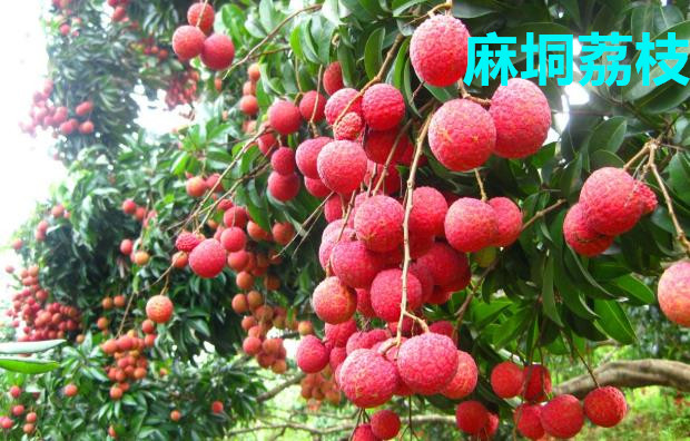 广西荔枝图鉴:灵山荔枝、钦北荔枝、麻垌荔枝...个个味美果甜|钦州|大和|北流|贵港|产业_新浪新闻
