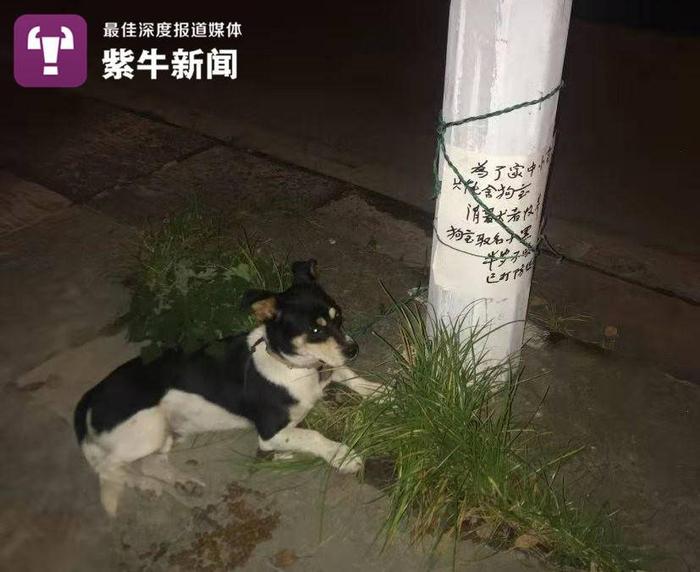 上楼救主人的狗狗“糖糖”