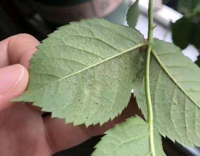 月季感染"红蜘蛛",别着急扔掉,教你"3个"方法,轻松搞定