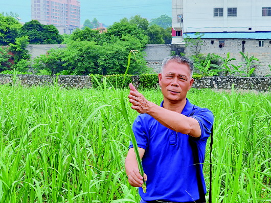 卢文祥查看试验田甘蔗苗长势（五月二十九日摄）。本报记者郭轶凡摄