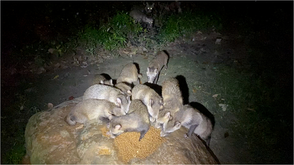 图说：貉是我们身边的“动物邻居” 采访对象供图（下同）