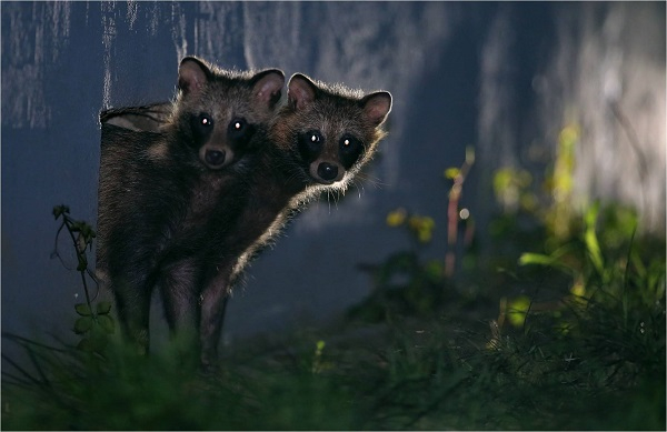 图说：某些小区貉聚集，对市民产生了困扰