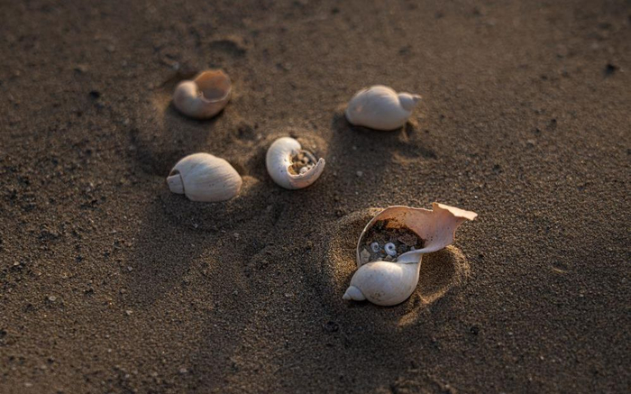 科考队在干涸的孔雀河河道发现淡水螺壳，证明此处曾是湖泊或湿地。中国绿发会 熊昱彤 摄