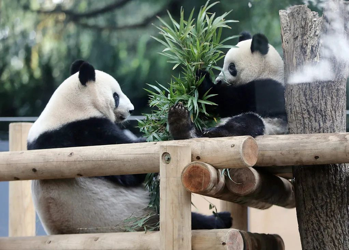 2018年11月12日，香香即将独立生活，和妈妈尽享亲子时光
