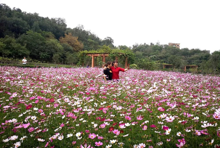▲市民驻足欣赏和拍照留念