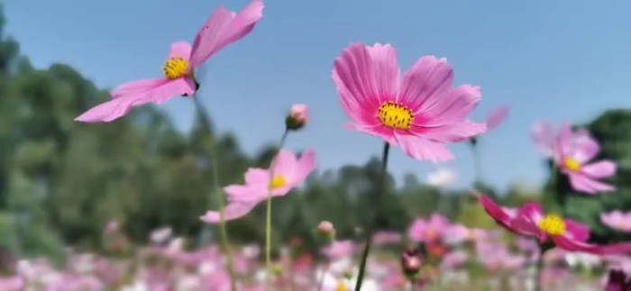 ▲格桑花在蓝天的映衬下更加美丽 （以上图片由方活力拍摄）