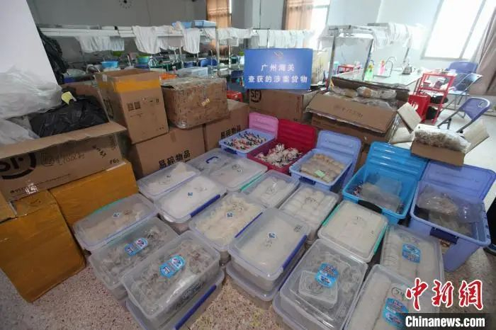 资料图：广州海关缉私警察查获的走私燕窝。关悦 摄