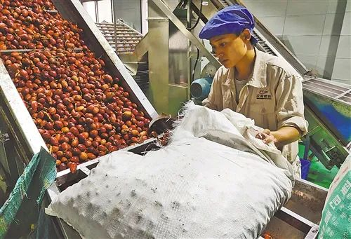 怒江大峡谷农副产品加工交易中心的草果加工生产线。曹 松 摄