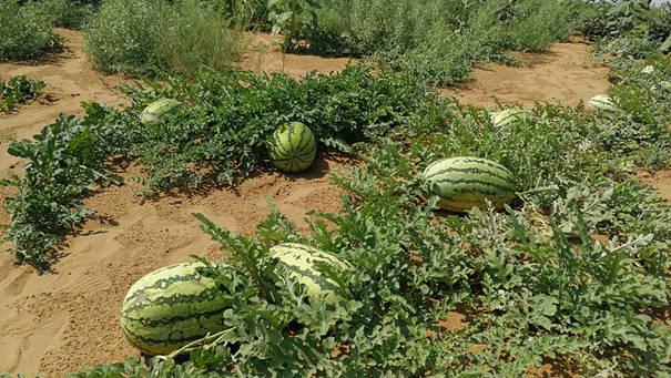 位于内蒙古乌兰布和沙漠的试验基地里长出的西瓜