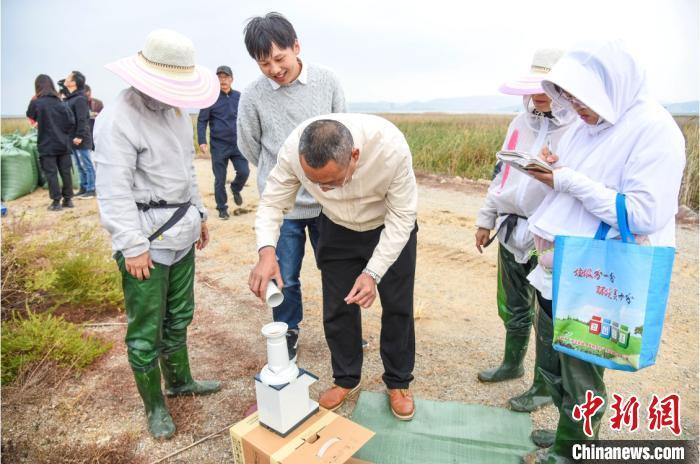 “海水稻”收割测产 吴晓红 摄