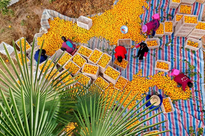 ▲江西省赣州市会昌县珠兰乡永记果业种植基地，果农在分拣装运赣南脐橙。图/IC photo