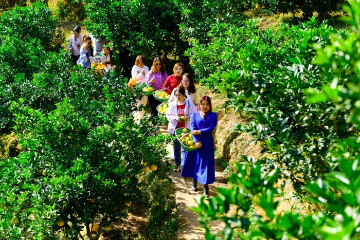 ▲2020年11月10日，江西省赣州市章贡区沙河镇罗坑村，游客正在采摘赣南脐橙。图/IC photo