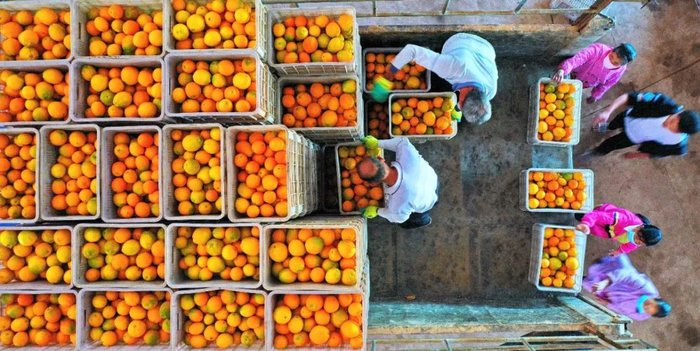 ▲2020年11月10日，江西省赣州市会昌县麻州镇九州村的一家果品加工企业车间内，工人正忙着将采摘下来的赣南脐橙入库清洗包装上市。图/IC photo