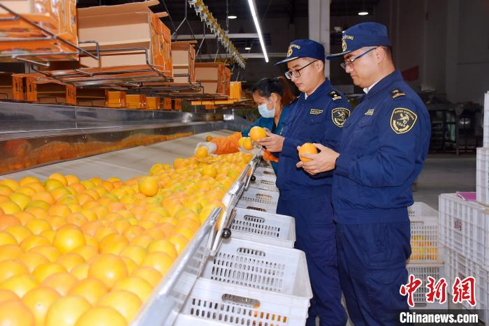 海关工作人员查验出口脐橙。　唐银 摄