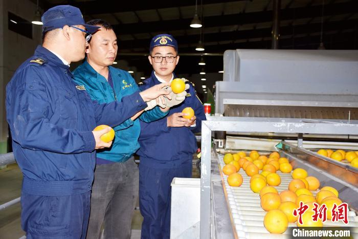     图为海关工作人员查验出口脐橙。　唐银　摄