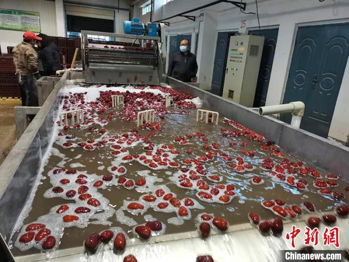     现加工厂慢慢步入正轨，日加工量近60吨。　田浩楠　摄