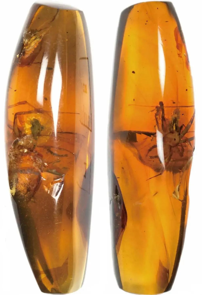 缅甸克钦琥珀中发现的锯毡蛛（中国科学院动物研究所供图）