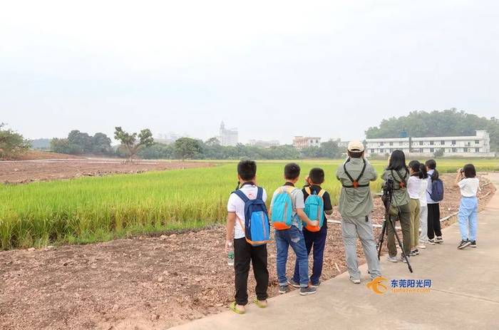 ▲正在桥头稻田观鸟的市民