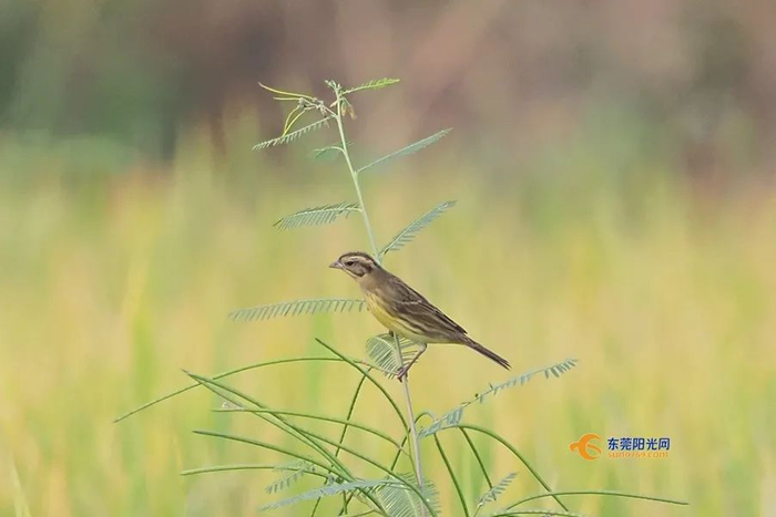 ▲禾花雀，学名黄胸鹀