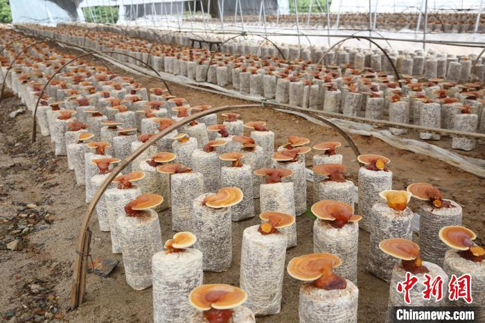 在西安镇集镇安置小区，食用菌大棚为搬迁户提供了就业岗位。桃源县委宣传部供图