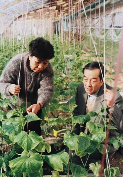 侯锋夫妇当年在黄瓜地里。受访者供图
