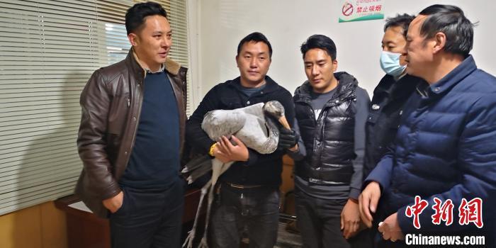 图为工作人员救助黑颈鹤。 澜沧江源园区管委会 供图