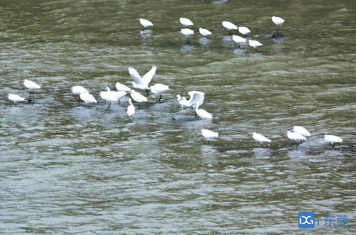 ■石马河干流桥头段水清岸美，白鹜在浅水处觅食（通讯员 赵伟良 供图）