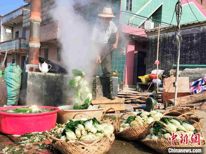 烫煮好的白菜需及时捞出盆中冷却浸洗　李晓春　摄