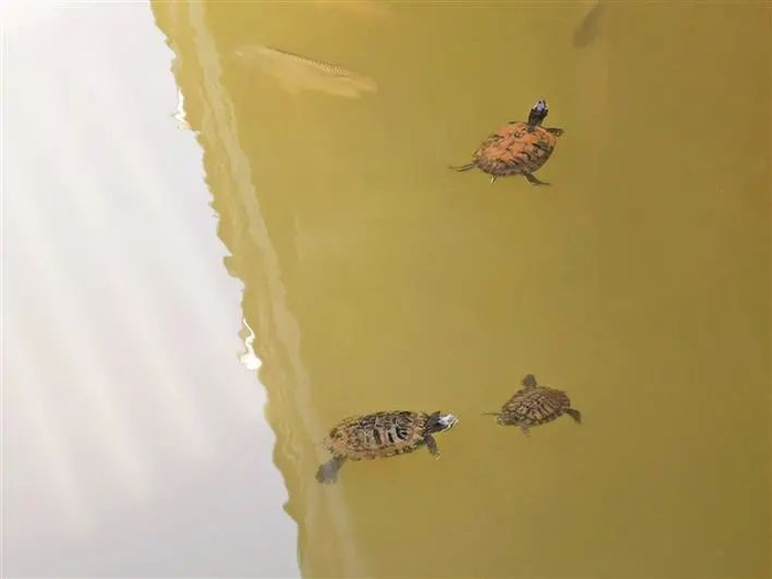 福田红树林生态公园人工湖中的“巴西龟”。深圳晚报记者 徐娅 摄