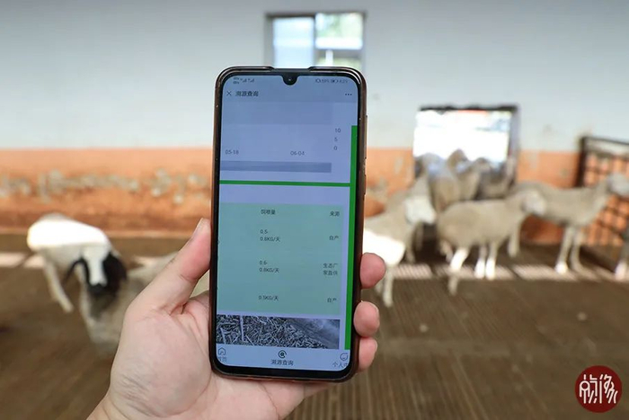 东乡羊溯源系统。陈维松 摄