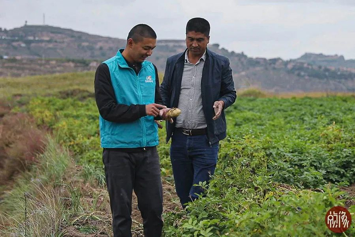 碧桂园集团东乡扶贫项目部马铃薯产业负责人范晨阳（左）与牟奴么交流。中国网记者 赵超 摄