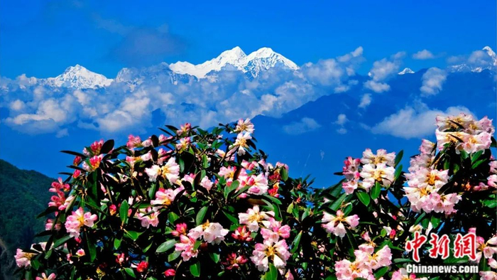 杜鹃花簇拥贡嘎山。黄永邦 摄