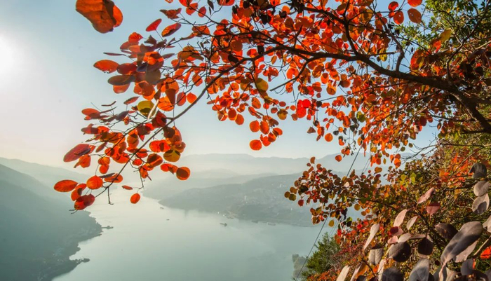 红叶是三峡的一张名片。新华网 发（朱云平 摄）