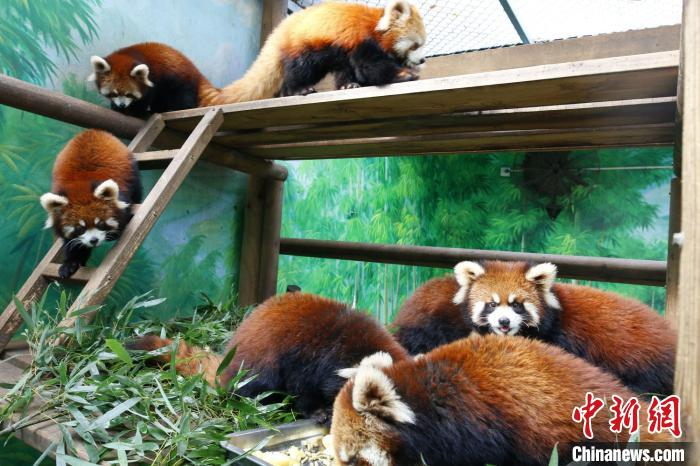  可爱的红熊猫 唐娟 摄