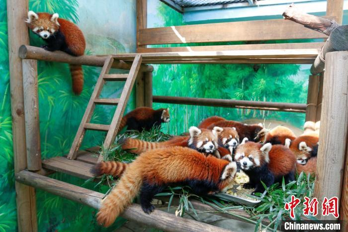 常州淹城野生动物世界2020年自主繁育的12只红熊猫正式亮相对外和游客见面　唐娟　摄