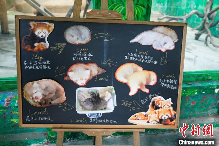  图片展示红熊猫是怎样长大的 唐娟 摄