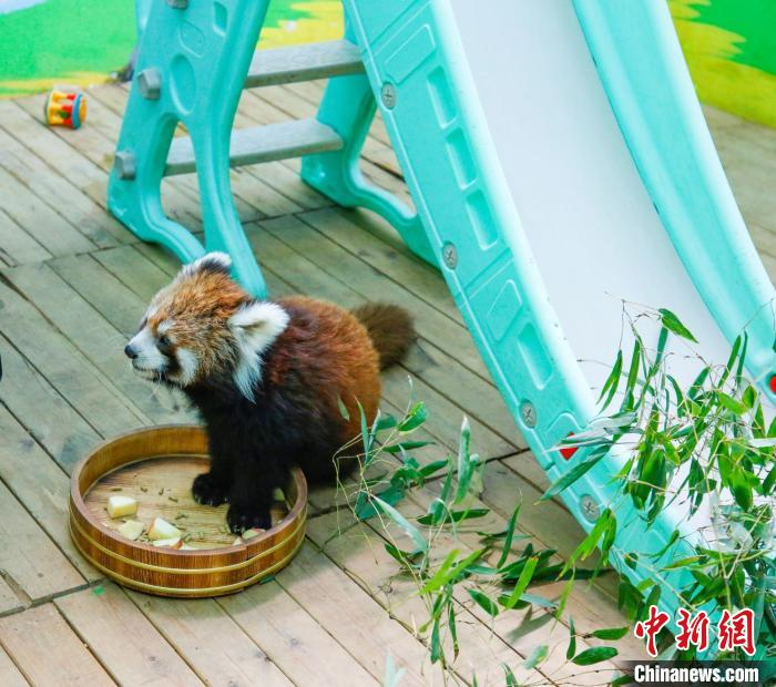  “六一”为人工育幼长大的红熊猫 唐娟 摄