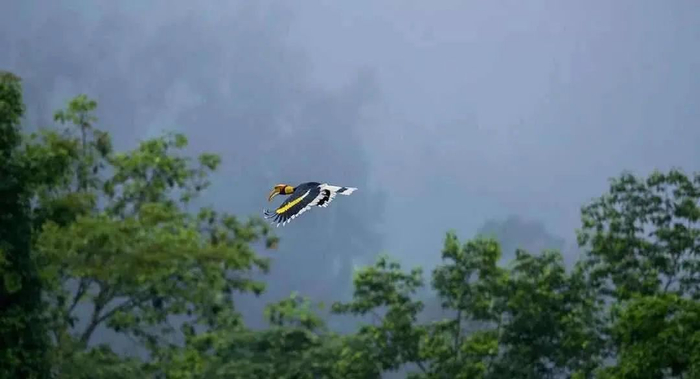 掠过雨林的双角犀鸟 朱边勇 摄