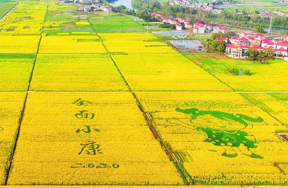  3月14日，江西省萍乡市芦溪县银河乡，盛开的油菜花田里，“书写”出“全面小康”。（图源：人民网）