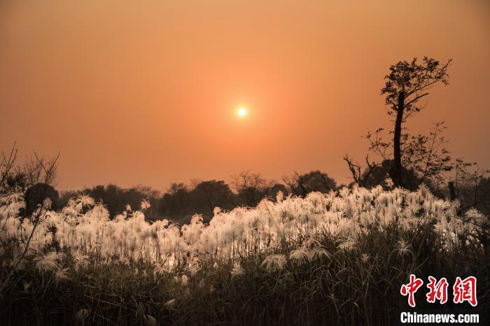 图为夕阳里的芦花。李仁华 摄