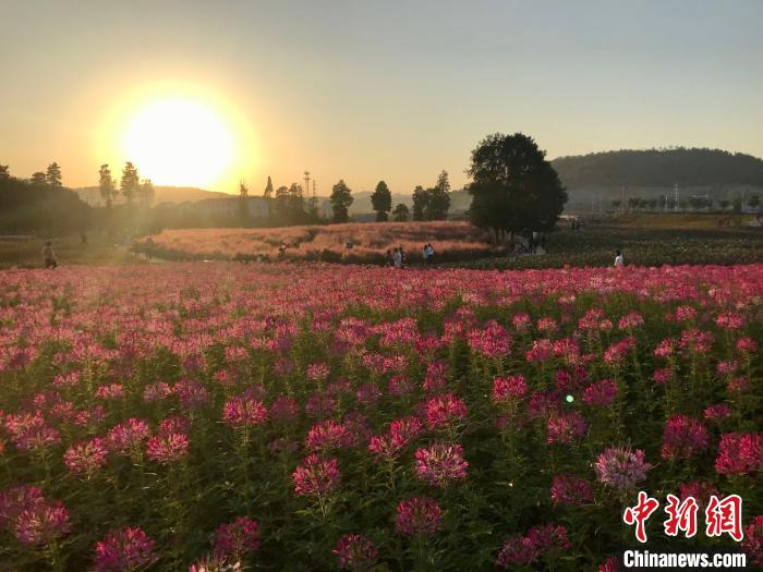 梅渚花海。　李典 摄