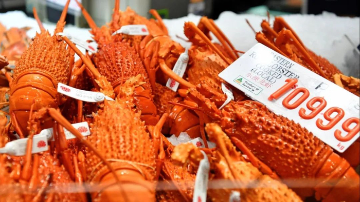澳洲龙虾（资料图）