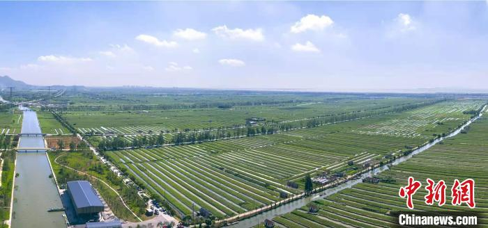 瑞安市滨海塘河台田生态系统。瑞安市农业农村局 供图