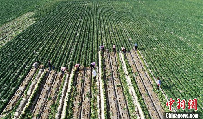 村民正在收萝卜。　刘永红 摄