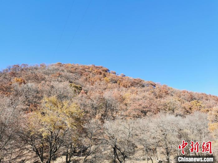 交口县利用自然生态优势，推进特色农业发展，发展食用菌、特色养殖、核桃林产业。　高瑞峰 摄