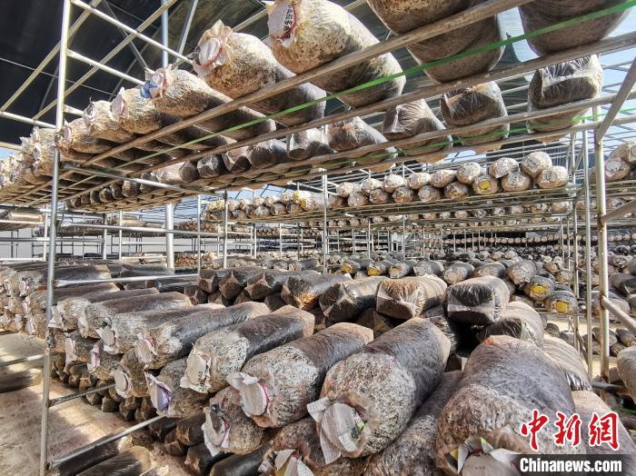     山西交口发展农业化联合体，带动农村产业提质升级，实现农民稳定增收。　高瑞峰　摄