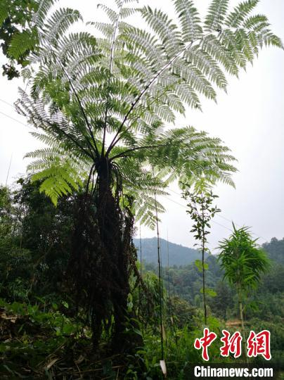 被发现的桫椤树。　杨丁香 摄