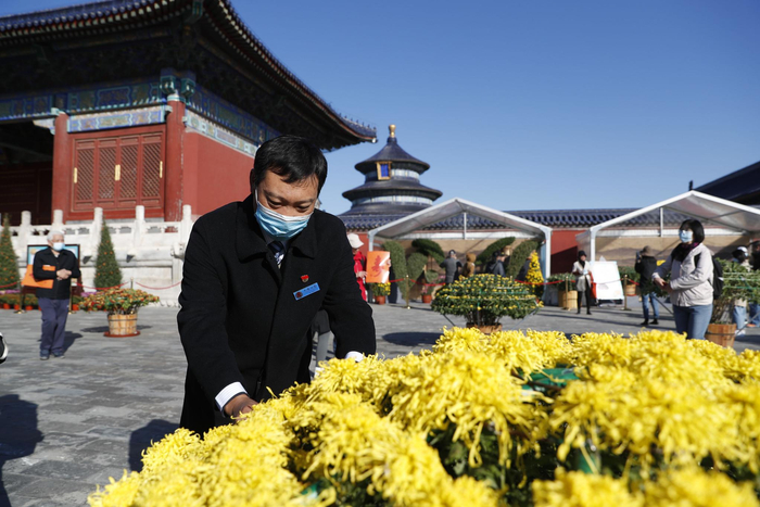 尹家鹏正在为多头大立菊裱花。摄影/新京报记者 侯少卿